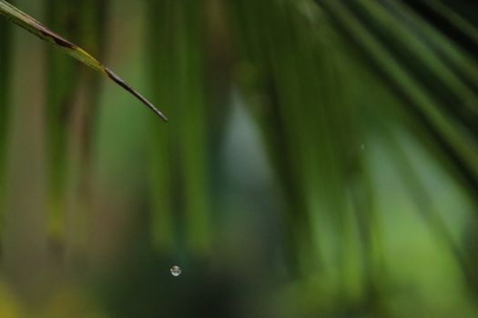 Water dripping from a single green leaf of a coconut tree in a rainy day