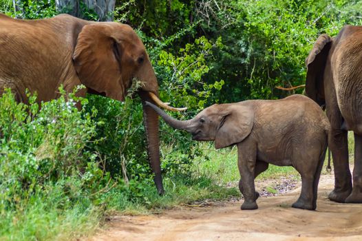 An elephant and his little. One in a walk in the savanna of the park Tsavo West in Kenya