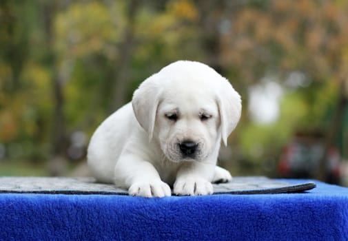 the sweet little labrador puppy on a blue background