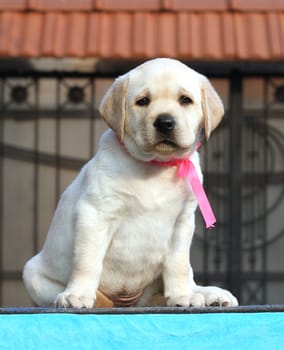 the little labrador puppy on a blue background