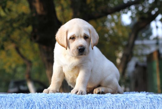 a little labrador puppy on a blue background