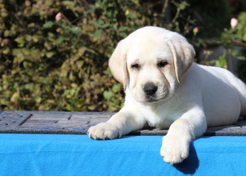 a sweet little labrador puppy on a blue background
