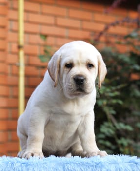 sweet little labrador puppy on a blue background