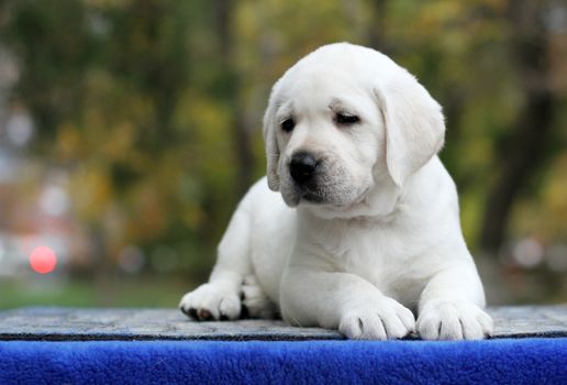 the nice sweet little labrador puppy on a blue background