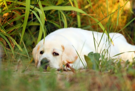 the yellow labrador sitting in the park