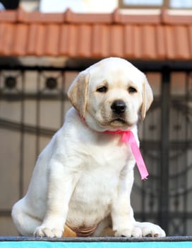 the little labrador puppy on a blue background