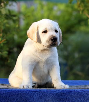 a nice sweet little labrador puppy on a blue background