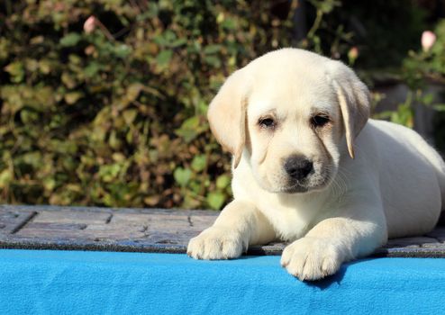 little labrador puppy on a blue background