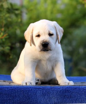 nice sweet little labrador puppy on a blue background