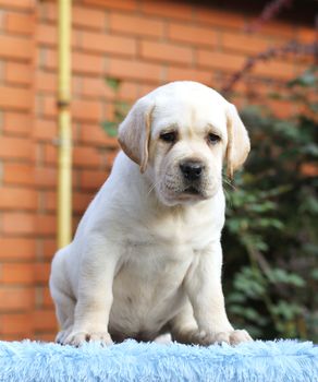 a little labrador puppy on a blue background