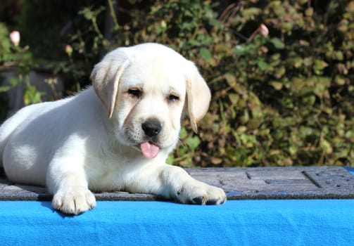 cute little labrador puppy on a blue background