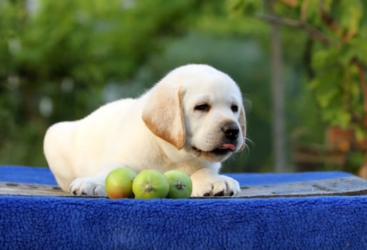 lovely nice cute little labrador puppy on a blue background