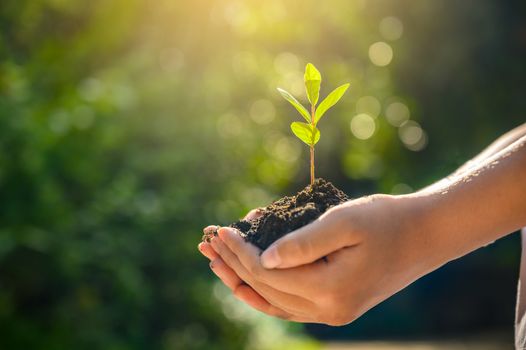 environment Earth Day In the hands of trees growing seedlings. Bokeh green Background Female hand holding tree on nature field grass Forest conservation concept