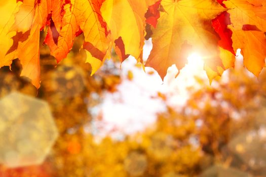 Autumn maple leaves in the forest in the rays of the setting sun - beautiful autumn background.