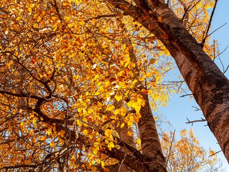 View from below on the tops of aspens in the autumn forest, colorful autumn landscape.