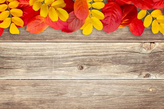 Border of autumn leaves on wooden background - a beautiful template for an autumn card or congratulations.