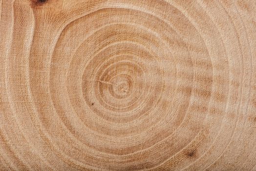 Ash wood slab texture with annual rings, background or wallpaper.