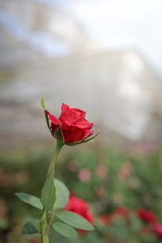 Roses in the garden, Roses are beautiful with a beautiful sunny day.