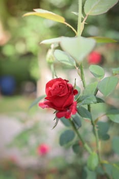 Roses in the garden, Roses are beautiful with a beautiful sunny day.