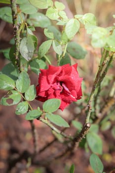 Roses in the garden, Roses are beautiful with a beautiful sunny day.