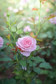 Roses in the garden, Roses are beautiful with a beautiful sunny day.