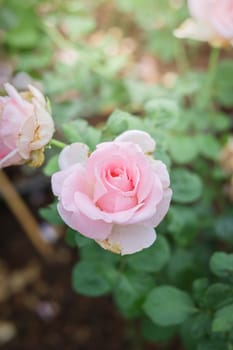 Roses in the garden, Roses are beautiful with a beautiful sunny day.