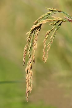 image of ear of rice.