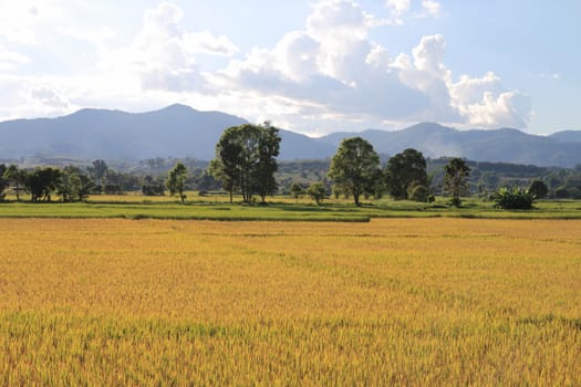gold paddy field in cloudy day