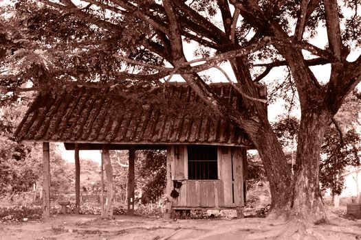 old hut under the tree.