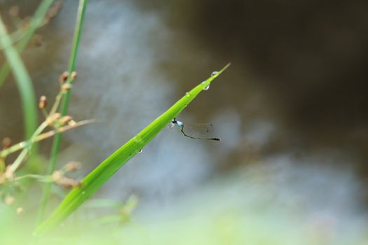 small dragonfly holding of the grass.
