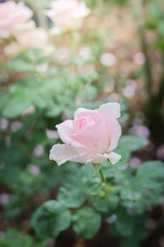 Roses in the garden, Roses are beautiful with a beautiful sunny day.