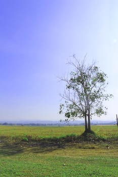 dried tree at meadow in the morning.