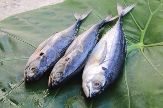 Three mackerels are on the taro leaf.