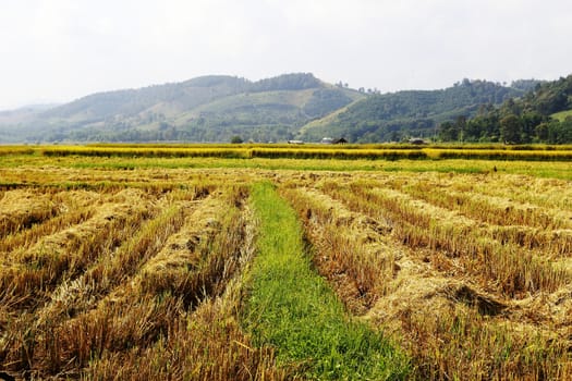 ridge in harvested field
