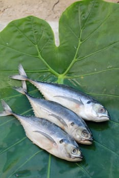 Three mackerels are on the taro leaf.