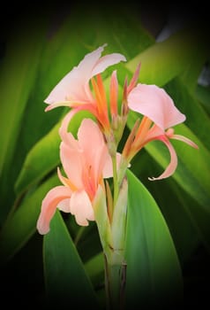 Bunch of pink canna flower.