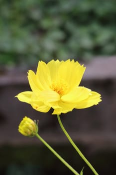 Cosmos is the yellow color and blooming.