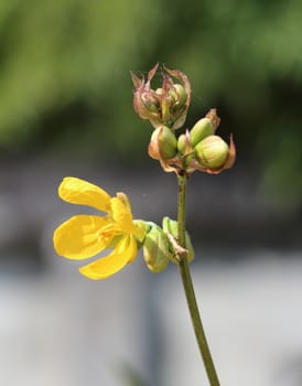 Branch of sesbania flower.