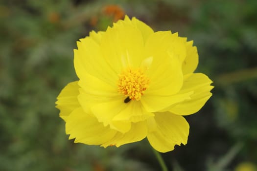 Cosmos is the yellow color and blooming.