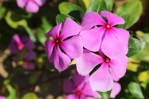 flowers of pink vinca plant in garden.