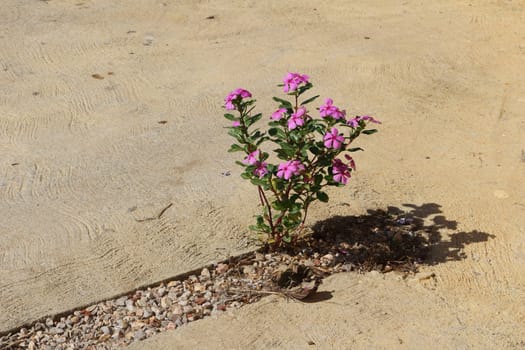 pink vinca plant decorate at carpark.