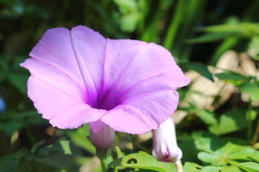 purple morning glory is blooming.