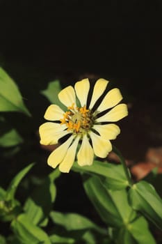 yellow zinnia is blooming with ant at the middle.