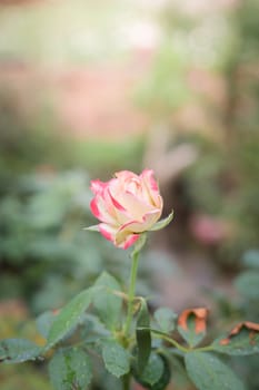 Roses in the garden, Roses are beautiful with a beautiful sunny day.