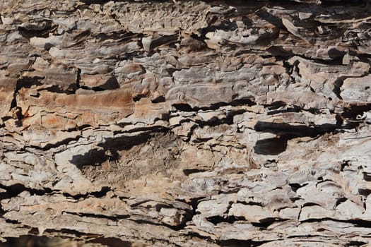 surface of dry bark.