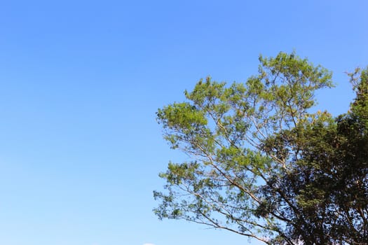 image of tree and blue sky.