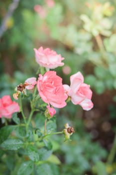 Roses in the garden, Roses are beautiful with a beautiful sunny day.