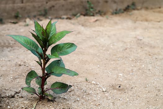 Amaranth plant is growing from the ground.