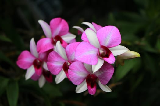 bunch of pink and white orchids flower.