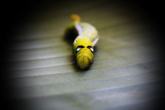 caterpillar is moving  slowly  on banana leaf.